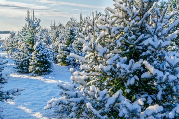 cut your own christmas tree