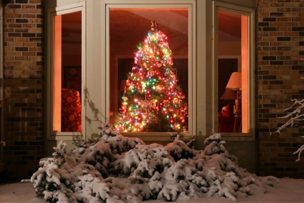 fresh cut christmas tree