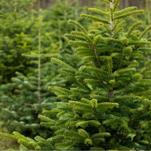 cut your own christmas tree